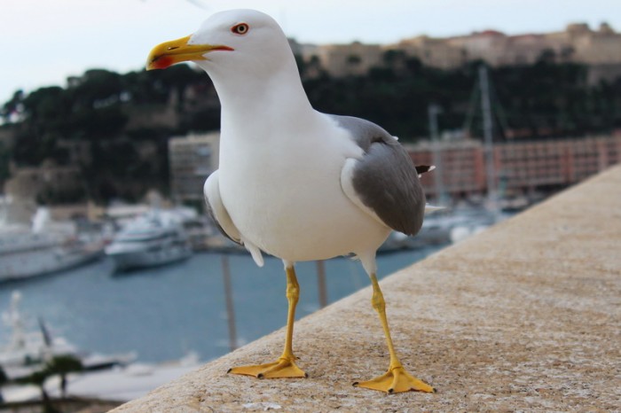 чайки в Монако