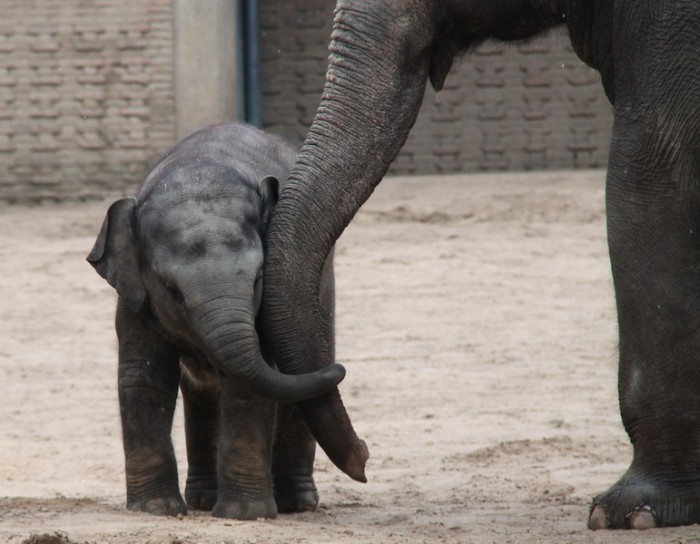 Слоненок и мама